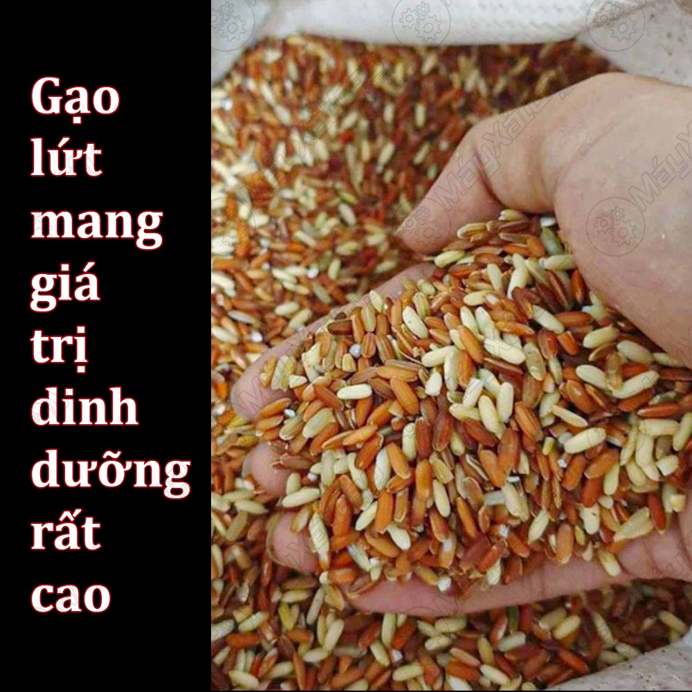 Máy xát gạo lứt chứa nhiều dinh dưỡng giúp con người cải thiện sức khỏe tốt