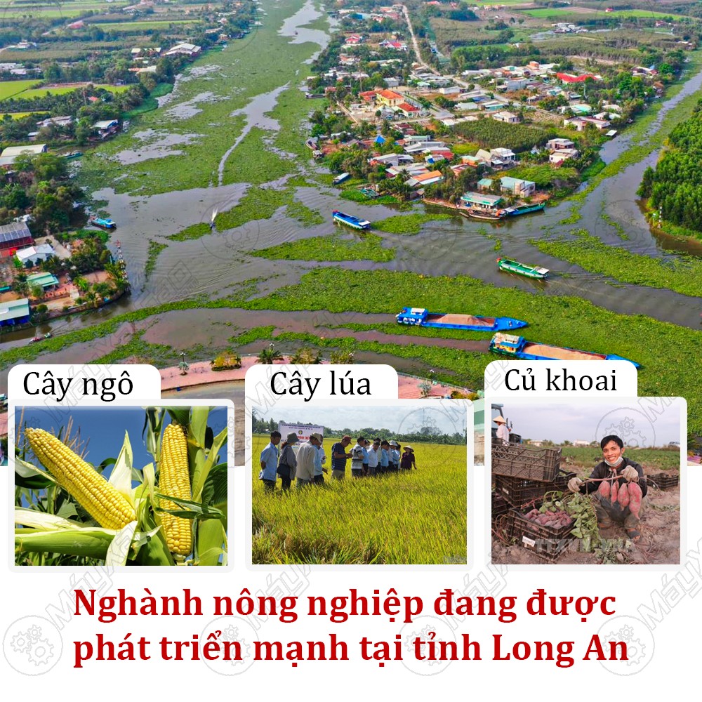 Ngành nông nghiệp phát triển tại tỉnh Long An